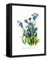 Anchusa Italica Var-H.g. Moon-Framed Stretched Canvas