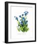 Anchusa Italica Var-H.g. Moon-Framed Art Print