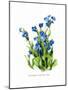 Anchusa Italica Var-H.g. Moon-Mounted Art Print