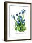 Anchusa Italica Var-H.g. Moon-Framed Art Print