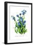 Anchusa Italica Var-H.g. Moon-Framed Art Print