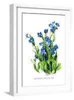 Anchusa Italica Var-H.g. Moon-Framed Art Print