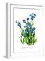 Anchusa Italica Var-H.g. Moon-Framed Art Print