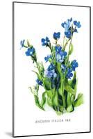 Anchusa Italica Var-H.g. Moon-Mounted Art Print