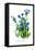 Anchusa Italica Var-H.g. Moon-Framed Stretched Canvas