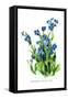 Anchusa Italica Var-H.g. Moon-Framed Stretched Canvas