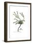 Anchusa tinctoria, Flora Graeca-Ferdinand Bauer-Framed Giclee Print