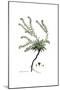 Anchusa tinctoria, Flora Graeca-Ferdinand Bauer-Mounted Giclee Print