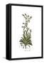 Anchusa undulata, Flora Graeca-Ferdinand Bauer-Framed Stretched Canvas