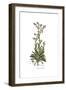 Anchusa undulata, Flora Graeca-Ferdinand Bauer-Framed Giclee Print