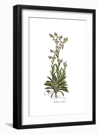 Anchusa undulata, Flora Graeca-Ferdinand Bauer-Framed Giclee Print