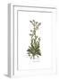 Anchusa undulata, Flora Graeca-Ferdinand Bauer-Framed Giclee Print