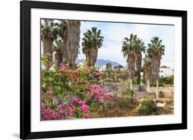 Ancient Agora, Bougainvillea and palm trees, Greek, Roman and Byzantine ruins, Kos Town, Kos, Dodec-Eleanor Scriven-Framed Photographic Print