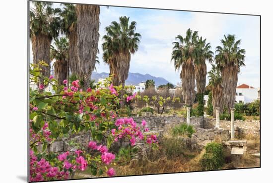 Ancient Agora, Bougainvillea and palm trees, Greek, Roman and Byzantine ruins, Kos Town, Kos, Dodec-Eleanor Scriven-Mounted Photographic Print