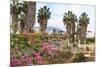 Ancient Agora, Bougainvillea and palm trees, Greek, Roman and Byzantine ruins, Kos Town, Kos, Dodec-Eleanor Scriven-Mounted Photographic Print
