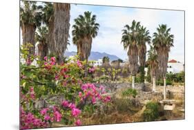 Ancient Agora, Bougainvillea and palm trees, Greek, Roman and Byzantine ruins, Kos Town, Kos, Dodec-Eleanor Scriven-Mounted Photographic Print