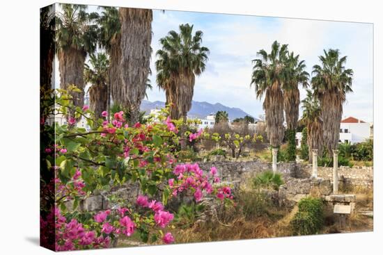 Ancient Agora, Bougainvillea and palm trees, Greek, Roman and Byzantine ruins, Kos Town, Kos, Dodec-Eleanor Scriven-Stretched Canvas