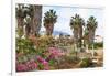 Ancient Agora, Bougainvillea and palm trees, Greek, Roman and Byzantine ruins, Kos Town, Kos, Dodec-Eleanor Scriven-Framed Photographic Print