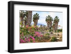 Ancient Agora, Bougainvillea and palm trees, Greek, Roman and Byzantine ruins, Kos Town, Kos, Dodec-Eleanor Scriven-Framed Photographic Print