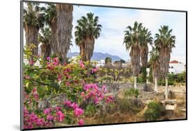 Ancient Agora, Bougainvillea and palm trees, Greek, Roman and Byzantine ruins, Kos Town, Kos, Dodec-Eleanor Scriven-Mounted Photographic Print