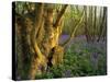 Ancient Ash Stool in Bluebell Wood-null-Stretched Canvas