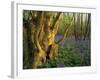 Ancient Ash Stool in Bluebell Wood-null-Framed Photographic Print