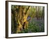 Ancient Ash Stool in Bluebell Wood-null-Framed Photographic Print