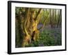 Ancient Ash Stool in Bluebell Wood-null-Framed Photographic Print