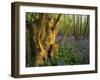 Ancient Ash Stool in Bluebell Wood-null-Framed Photographic Print