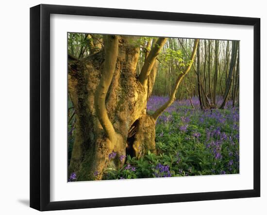 Ancient Ash Stool in Bluebell Wood-null-Framed Photographic Print