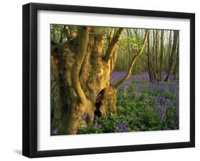 Ancient Ash Stool in Bluebell Wood-null-Framed Photographic Print