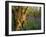 Ancient Ash Stool in Bluebell Wood-null-Framed Photographic Print