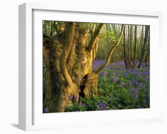 Ancient Ash Stool in Bluebell Wood-null-Framed Photographic Print