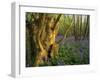 Ancient Ash Stool in Bluebell Wood-null-Framed Photographic Print