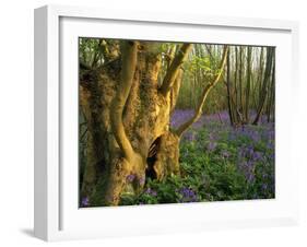 Ancient Ash Stool in Bluebell Wood-null-Framed Photographic Print