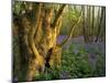 Ancient Ash Stool in Bluebell Wood-null-Mounted Photographic Print