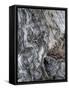 Ancient Bark-Doug Chinnery-Framed Stretched Canvas