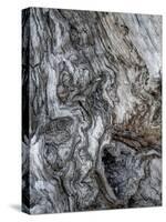 Ancient Bark-Doug Chinnery-Stretched Canvas