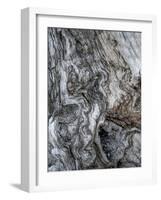 Ancient Bark-Doug Chinnery-Framed Photographic Print