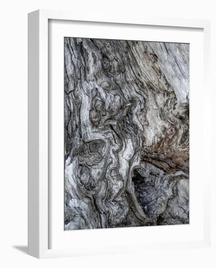 Ancient Bark-Doug Chinnery-Framed Photographic Print