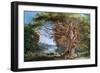 Ancient Beech Tree, 1794-Paul Sandby-Framed Giclee Print