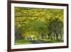 Ancient Beech Tree Avenue at Kingston Lacy, Badbury Rings, Dorset, England. Spring-Adam Burton-Framed Photographic Print