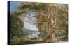 Ancient Beech Tree-Paul Sandby-Stretched Canvas