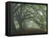 Ancient Beech Woodland-Adrian Bicker-Framed Stretched Canvas