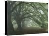 Ancient Beech Woodland-Adrian Bicker-Stretched Canvas