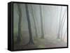 Ancient Beech Woodland-Adrian Bicker-Framed Stretched Canvas