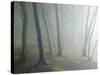 Ancient Beech Woodland-Adrian Bicker-Stretched Canvas