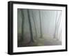 Ancient Beech Woodland-Adrian Bicker-Framed Photographic Print