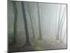 Ancient Beech Woodland-Adrian Bicker-Mounted Photographic Print