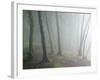 Ancient Beech Woodland-Adrian Bicker-Framed Photographic Print